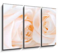 Obraz 3D tdln - 105 x 70 cm F_BB6046566 - Two delicate high key beige roses macro floral background