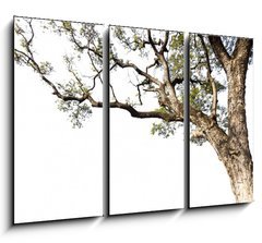 Obraz 3D tdln - 105 x 70 cm F_BB60475741 - Big tree on a white background