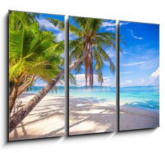 Obraz 3D tdln - 105 x 70 cm F_BB61258659 - Coconut Palm tree on the white sandy beach - Kokosov palma na bl psen pli