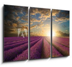 Obraz 3D tdln - 105 x 70 cm F_BB61346445 - Vibrant Summer sunset over lavender field landscape