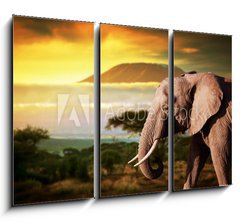 Obraz   Elephant on savanna. Mount Kilimanjaro at sunset. Safari, 105 x 70 cm