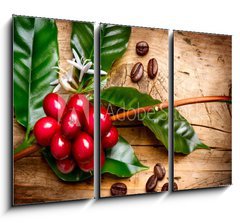 Obraz   Coffee Plant. Red coffee beans on a branch of coffee tree, 105 x 70 cm