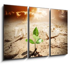 Obraz   plant in arid land  climate warming and drought concept, 105 x 70 cm