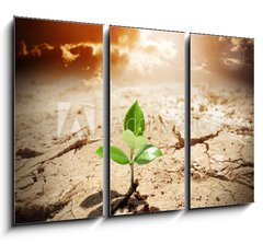 Obraz 3D tdln - 105 x 70 cm F_BB62660495 - plant in arid land - climate warming and drought  concept