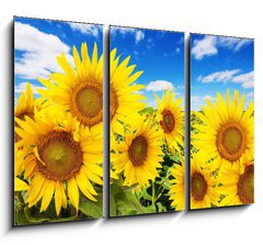 Obraz 3D tdln - 105 x 70 cm F_BB62796944 - sunflower field and blue sky with clouds - slunenicov pole a modr obloha s mraky