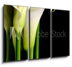 Obraz   Beautiful white Calla lilies with reflection on black background, 105 x 70 cm