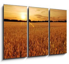 Obraz 3D tdln - 105 x 70 cm F_BB6287668 - Field of wheat at sunset - Pole penice pi zpadu slunce