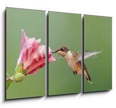 Obraz   Ruby throated Hummingbird (archilochus colubris), 105 x 70 cm