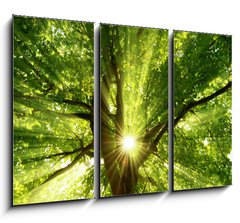 Obraz   Sonne strahlt explosiv durch den Baum, 105 x 70 cm