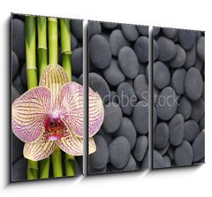 Obraz   Gorgeous orchid and thin bamboo grove on pebbles, 105 x 70 cm