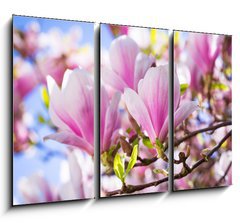Obraz 3D tdln - 105 x 70 cm F_BB64325849 - Beautiful blossoming magnolia tree in the spring time