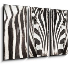 Obraz 3D tdln - 105 x 70 cm F_BB64489568 - Close-up of zebra head and body with beautiful striped pattern - Zavt