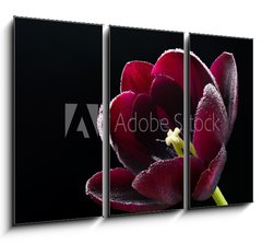 Obraz 3D tdln - 105 x 70 cm F_BB64511912 - Wet purple-black tulip.