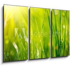 Obraz 3D tdln - 105 x 70 cm F_BB64529085 - Fresh green grass with dew drops closeup. Soft Focus
