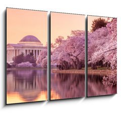 Obraz 3D tdln - 105 x 70 cm F_BB64932334 - the Jefferson Memorial during the Cherry Blossom Festival