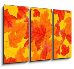 Obraz   autumn leaves, 105 x 70 cm