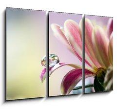 Obraz 3D tdln - 105 x 70 cm F_BB6524872 - Flower