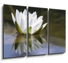 Obraz 3D tdln - 105 x 70 cm F_BB653618 - white delicate water lily
