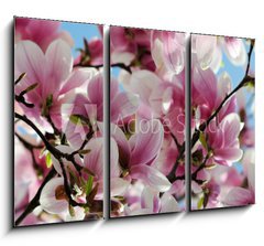 Obraz 3D tdln - 105 x 70 cm F_BB65813621 - Magnolia tree blossom