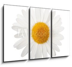Obraz   White daisy, 105 x 70 cm