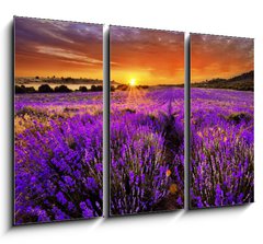 Obraz 3D tdln - 105 x 70 cm F_BB66255723 - Lavender - Levandule