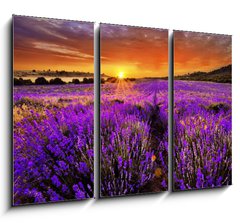 Obraz 3D tdln - 105 x 70 cm F_BB66255723 - Lavender