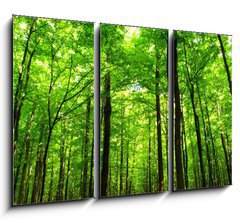 Obraz 3D tdln - 105 x 70 cm F_BB66883526 -  forest