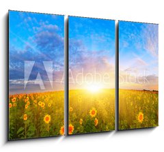 Obraz 3D tdln - 105 x 70 cm F_BB67337702 - Morning sunflower field