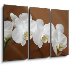 Obraz 3D tdln - 105 x 70 cm F_BB6749308 - orchidea