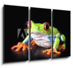 Obraz 3D tdln - 105 x 70 cm F_BB6752978 - frog closeup on black - ba detailn na ern