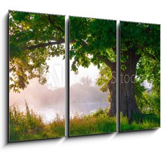 Obraz 3D tdln - 105 x 70 cm F_BB67675896 - Oak tree in full leaf in summer standing alone