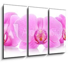 Obraz 3D tdln - 105 x 70 cm F_BB67865693 - The orchid flowers - Kvtiny orchidej