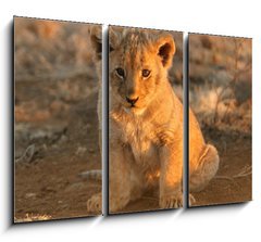 Obraz 3D tdln - 105 x 70 cm F_BB682146 - lion cub