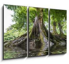 Obraz   big old tree and a river, 105 x 70 cm