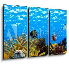 Obraz 3D tdln - 105 x 70 cm F_BB68530036 - underwater panorama of a tropical reef in the caribbean