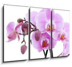 Obraz 3D tdln - 105 x 70 cm F_BB6889647 - Violet orchid - Fialov orchidej