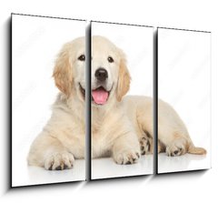 Obraz 3D tdln - 105 x 70 cm F_BB69054182 - Golden Retriever puppy on white background