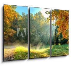 Obraz   Beautiful autumn tree with fallen dry leaves, 105 x 70 cm