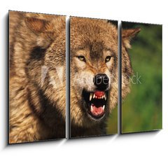 Obraz 3D tdln - 105 x 70 cm F_BB69348071 - Snarling Wolf