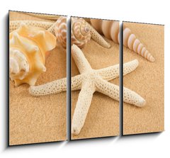 Obraz 3D tdln - 105 x 70 cm F_BB7005446 - Seashell