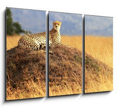 Obraz 3D tdln - 105 x 70 cm F_BB70142203 - Cheetah on the Masai Mara in Africa - Gepard na Masai Mara v Africe