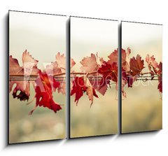 Obraz   Foglie di vite in autunno, 105 x 70 cm