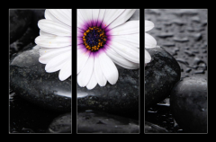 Obraz   Macro of beautiful white gerbera with wet stones, 105 x 70 cm