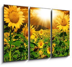 Obraz 3D tdln - 105 x 70 cm F_BB7160083 - Sunflowers - Slunenice
