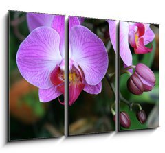 Obraz 3D tdln - 105 x 70 cm F_BB71782201 - Beautiful purple orchid - phalaenopsis