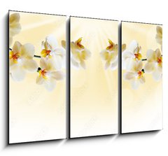 Obraz 3D tdln - 105 x 70 cm F_BB72852358 - Beautiful white orchid