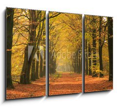 Obraz   Warm autumn colors in a beautiful lane in a forest., 105 x 70 cm