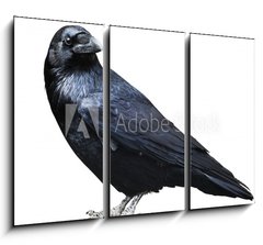 Obraz 3D tdln - 105 x 70 cm F_BB73535109 - Black raven. Bird isolated on white.