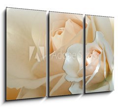 Obraz 3D tdln - 105 x 70 cm F_BB754287 - zwei wei e rosen