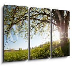 Obraz 3D tdln - 105 x 70 cm F_BB75811470 - Oak tree
